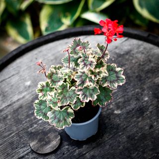 Pelargonium 'Ray Bidwell'