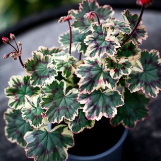 Pelargonium 'Ray Bidwell'