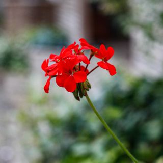 Pelargonium 'Chrysal Palace Gem'