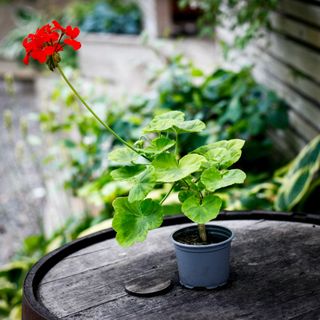 Pelargonium 'Chrysal Palace Gem'