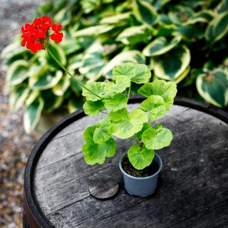 Pelargonium 'Chrysal Palace Gem'