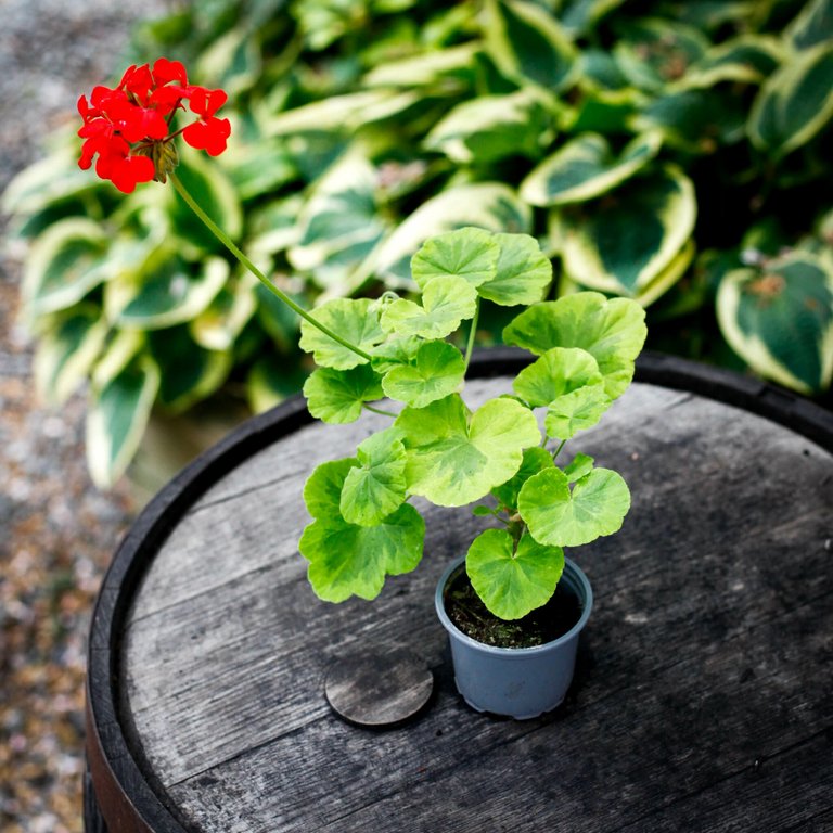 Pelargonium 'Chrysal Palace Gem' 8 cm