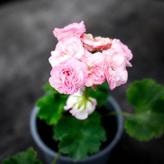 Pelargonium 'Kvarnlyckans Anna-Jeanette'