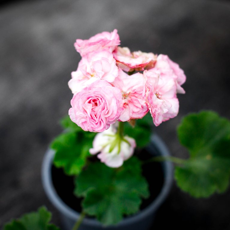 Pelargonium 'Kvarnlyckans Anna-Jeanette' 8 cm
