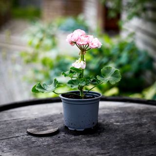 Pelargonium 'Kvarnlyckans Anna-Jeanette'