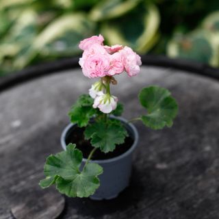 Pelargonium 'Kvarnlyckans Anna-Jeanette'