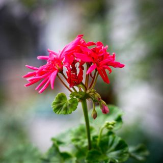 Pelargonium 'Coronia'