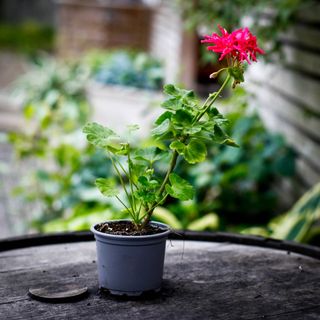 Pelargonium 'Coronia'