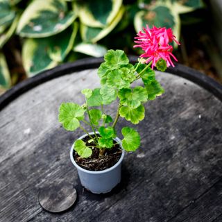 Pelargonium 'Coronia'