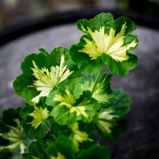 Pelargonium 'Pink Happy Thought'