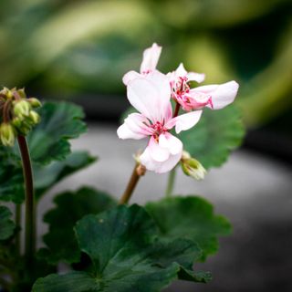 Pelargonium 'Stella Read'