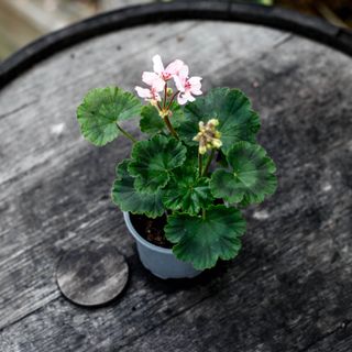 Pelargonium 'Stella Read'