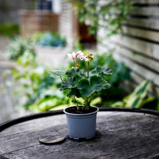 Pelargonium 'Stella Read'