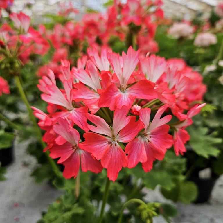 Pelargonium 'Sune Trygg' 8 cm