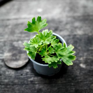 Pelargonium 'Sune Trygg'