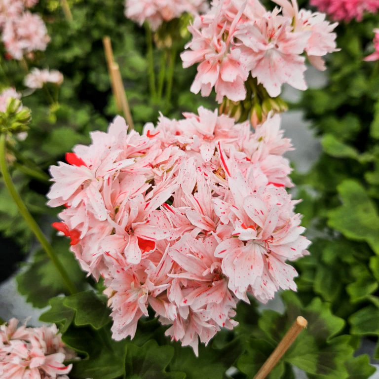 Pelargonium 'Rookley' 8 cm