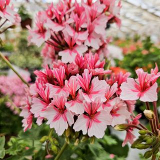 Pelargonium 'Fairy Phlox'