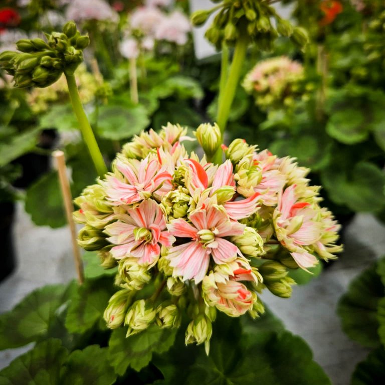 Pelargonium 'Mallorca' 8 cm