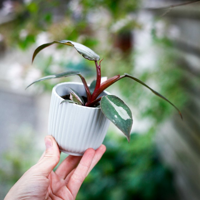 Minikruka Alva 6 cm – Keramikkruka