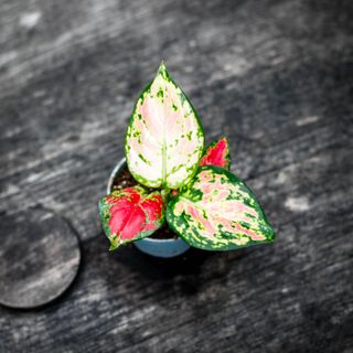 Aglaonema 'Lucky Red'