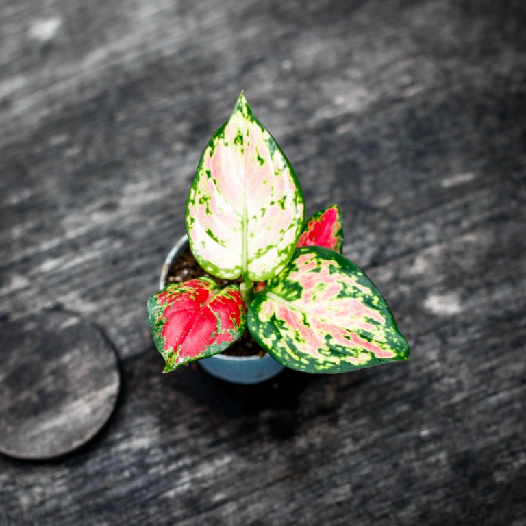 Aglaonema 'Lucky Red' 6 cm