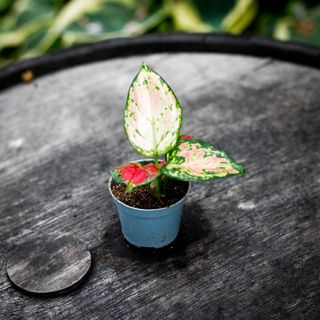 Aglaonema 'Lucky Red'