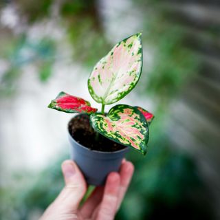 Aglaonema 'Lucky Red'