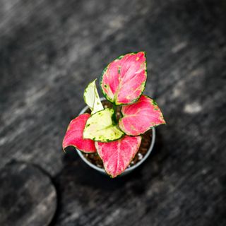 Aglaonema 'Red Dragon'
