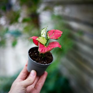 Aglaonema 'Red Dragon'