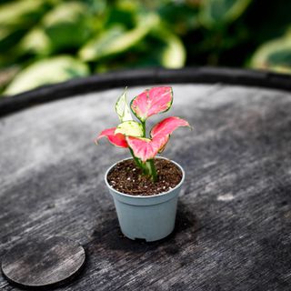 Aglaonema 'Red Dragon'