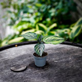 Calathea 'Beauty Star'
