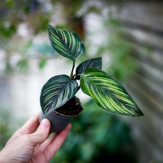 Calathea 'Beauty Star'