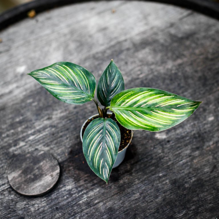 Calathea 'Beauty Star' 6 cm RÄDDA MIG