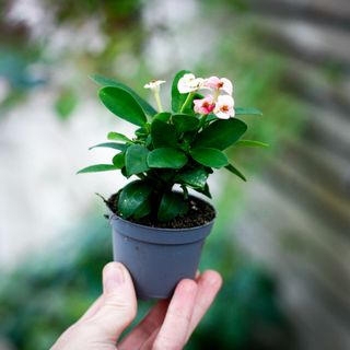 Euphorbia milii 'Rhea'