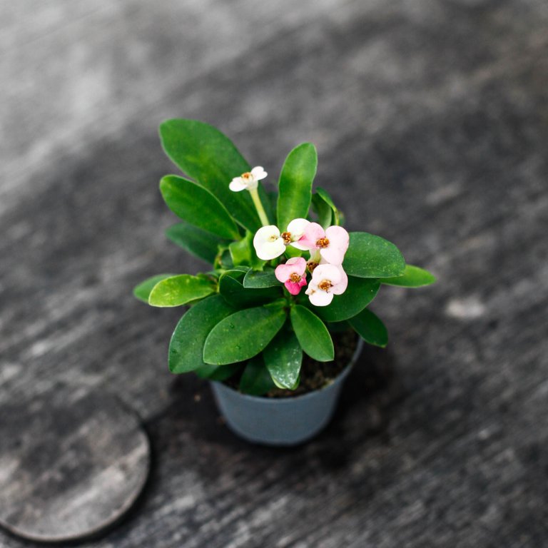 Euphorbia milii 'Rhea' 6 cm