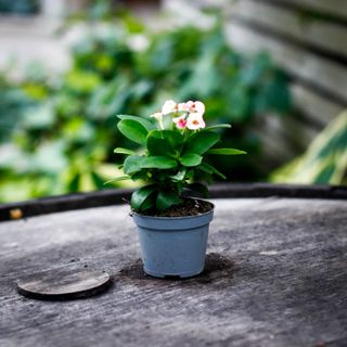 Euphorbia milii 'Rhea'