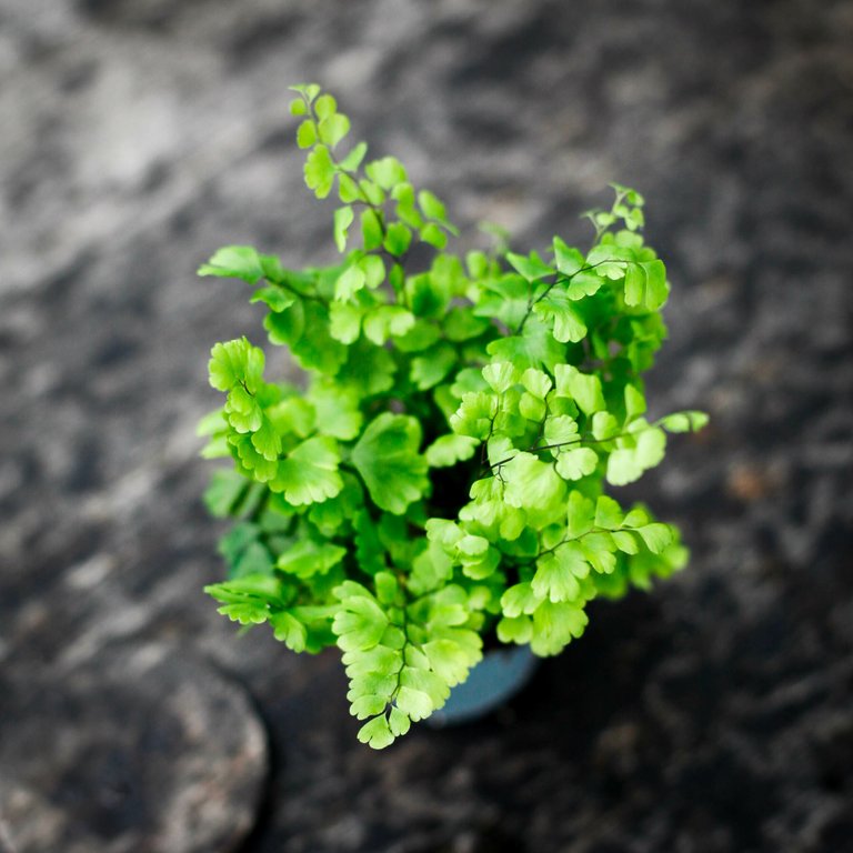 Adiantum 'Fritz Luthi' 6 cm