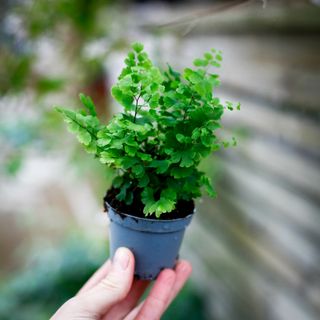 Adiantum ‘Fritz Luthi’