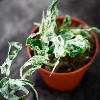 Monstera adansonii 'Frozen Freckles' 12 cm NR 1