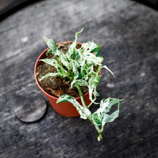 Monstera adansonii 'Frozen Freckles' 12 cm NR 1