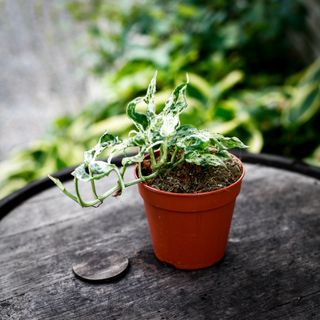 Monstera adansonii 'Frozen Freckles' 12 cm NR 1