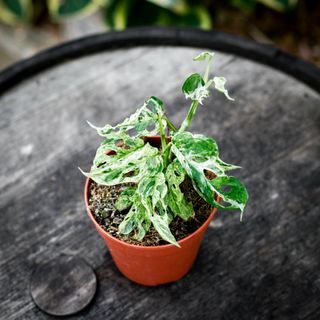 Monstera adansonii 'Frozen Freckles' 12 cm NR 3