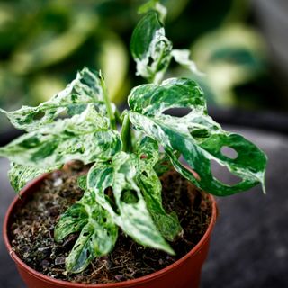 Monstera adansonii 'Frozen Freckles' 12 cm NR 3