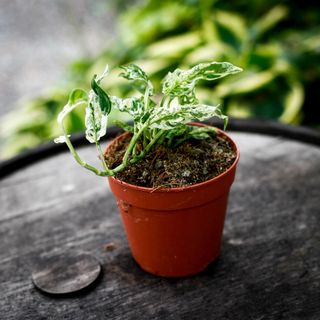Monstera adansonii 'Frozen Freckles' 12 cm NR 3