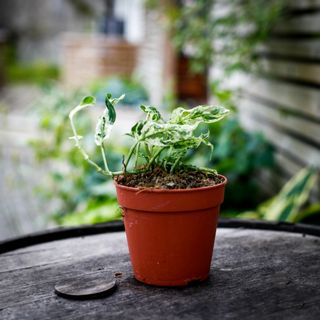 Monstera adansonii 'Frozen Freckles' 12 cm NR 3