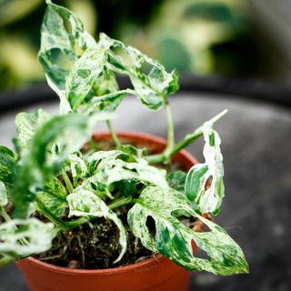 Monstera adansonii 'Frozen Freckles' 12 cm NR 4