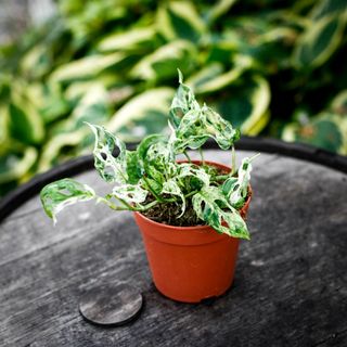 Monstera adansonii 'Frozen Freckles' 12 cm NR 4