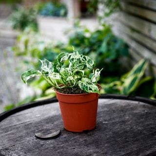 Monstera adansonii 'Frozen Freckles' 12 cm NR 4