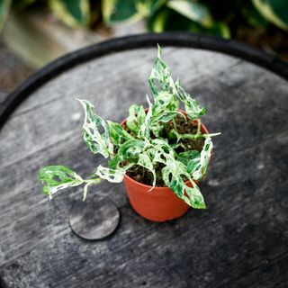 Monstera adansonii 'Frozen Freckles' 12 cm NR 4