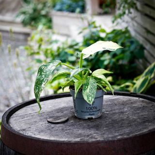 Philodendron 'Jose Buono' 12 cm NR 1